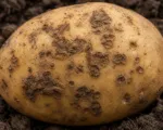 Potato common scab