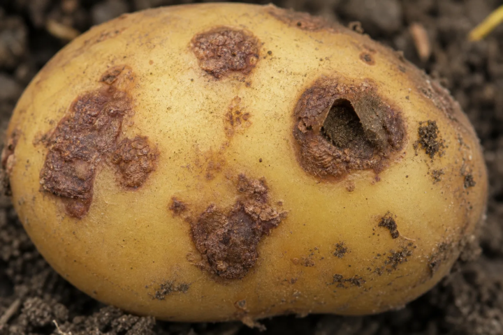 Potato powdery scab