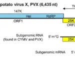 Potato virus X