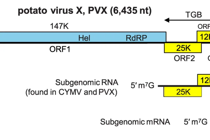 Potato virus X