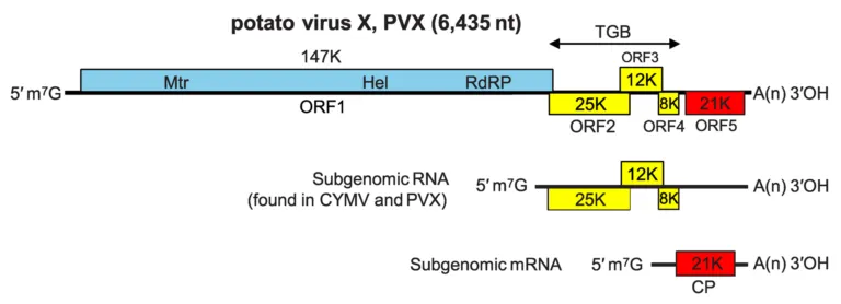 Potato virus X – diagnostic photo