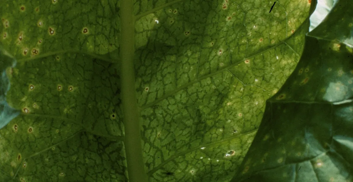 Potato virus Y