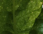 Potato virus Y