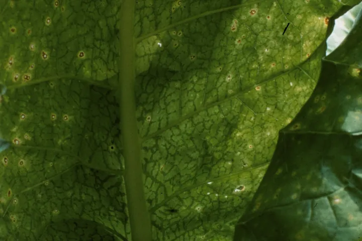 Potato virus Y