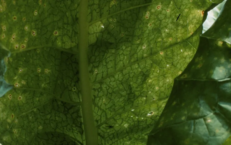 Potato virus Y – diagnostic photo