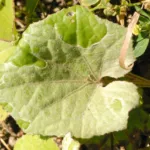 Powdery mildew caused by Golovinomyces cichoracearum