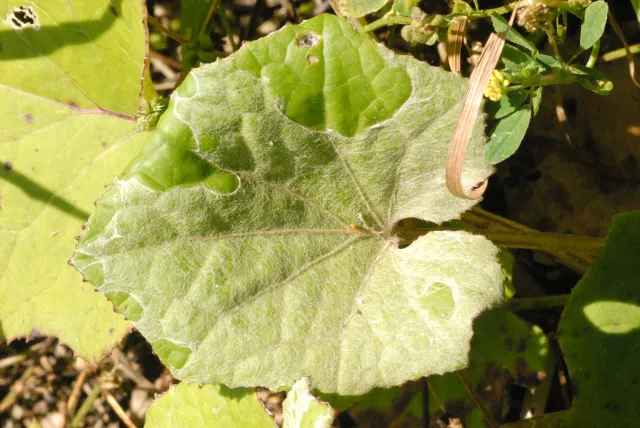 Powdery mildew caused by Golovinomyces cichoracearum