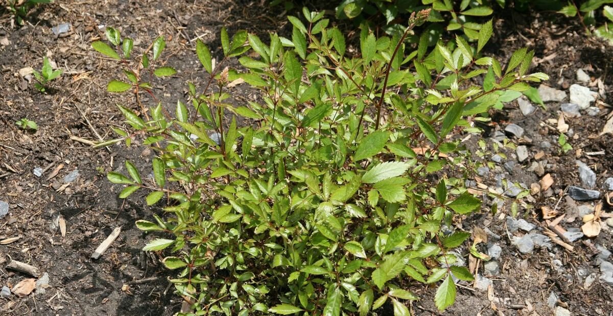 Prachtspiere 'Erika' (Astilbe 'Erika') – Pflanzenfoto