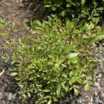 Prachtspiere 'Erika' (Astilbe 'Erika') – Pflanzenfoto
