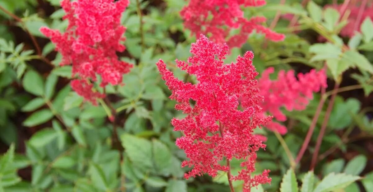 Prachtspiere 'Fanal' (Astilbe 'Fanal') – Pflanzenfoto