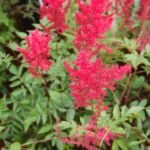Prachtspiere 'Fanal' (Astilbe 'Fanal') – Pflanzenfoto
