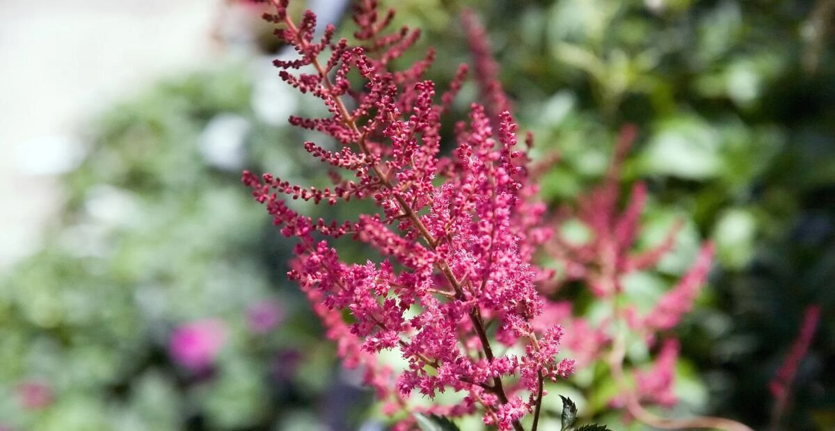 Prachtspiere 'Fanal' (Astilbe × arendsii 'Fanal') – Pflanzenfoto