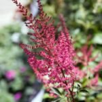Prachtspiere 'Fanal' (Astilbe × arendsii 'Fanal') – Pflanzenfoto