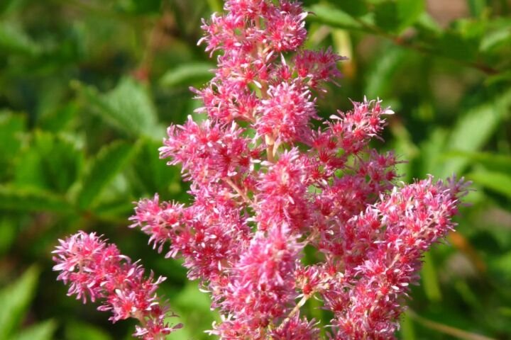 Astilbe 'Rheinland'