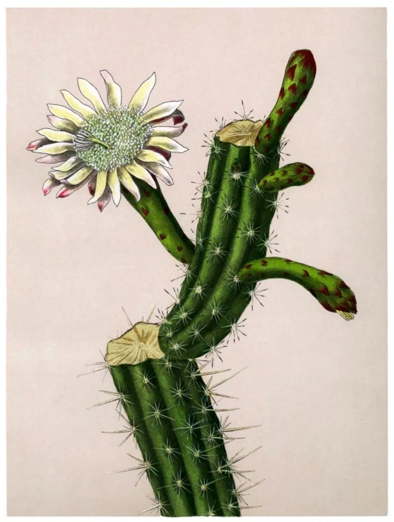 Praecereus euchlorus – (Praecereus euchlorus) – typisches Erscheinungsbild, Pflanzenfoto