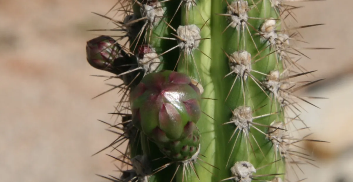 Praecereus euchlorus – plant photo