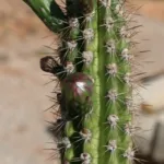 Praecereus euchlorus care guide (Praecereus euchlorus) – plant photo
