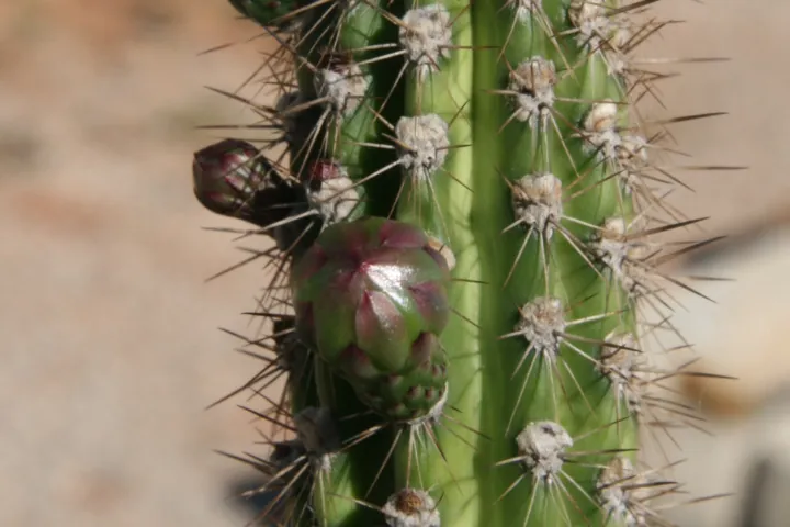 Praecereus euchlorus