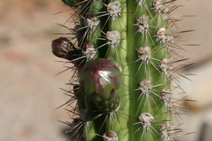 Praecereus euchlorus