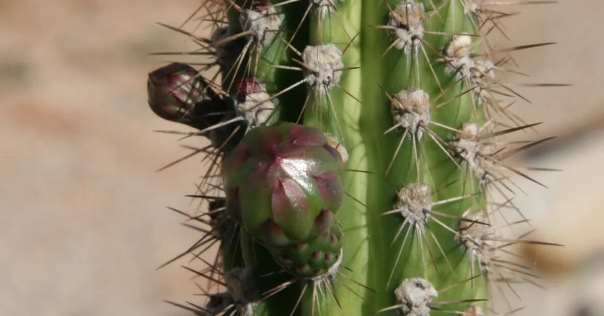 Praecereus euchlorus – Pflanzenfoto