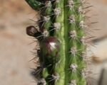 Praecereus euchlorus – Pflege