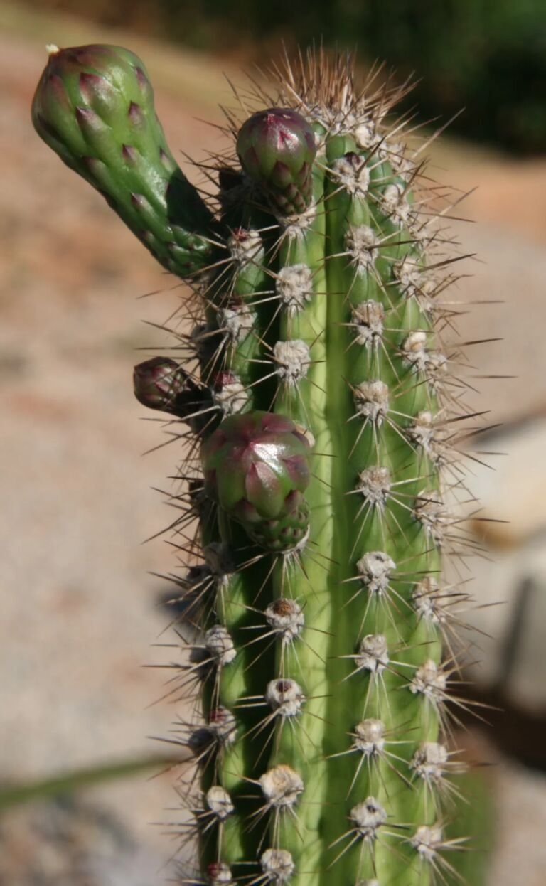Praecereus euchlorus