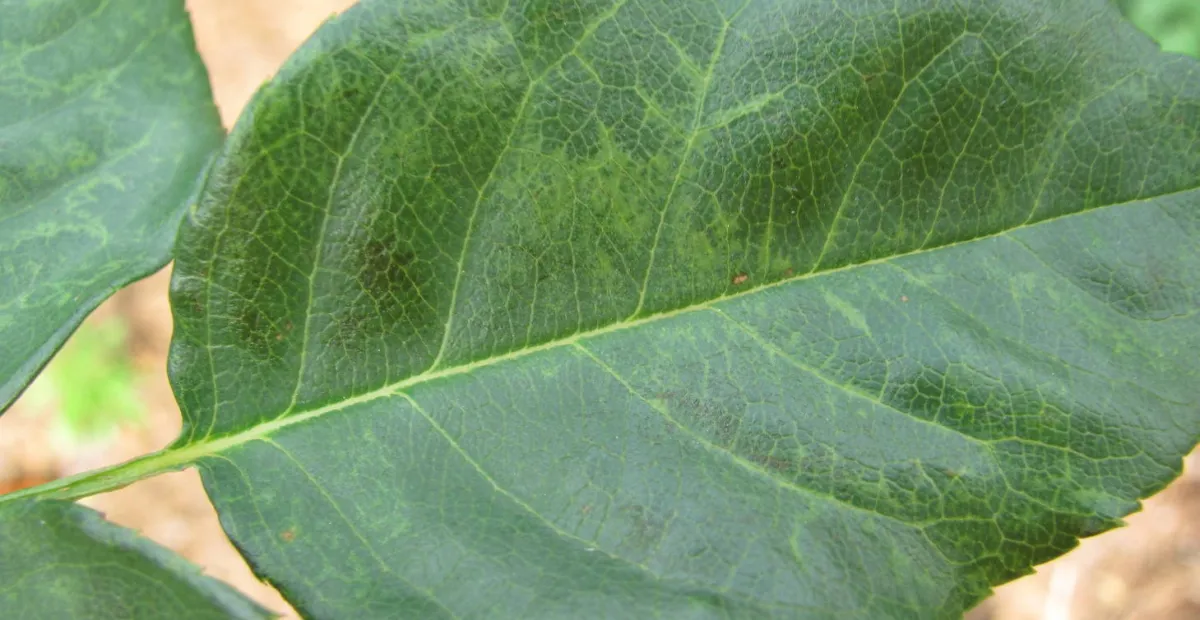 Prunus necrotic ringspot virus