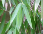 Arrow Bamboo (Pseudosasa japonica) care guide