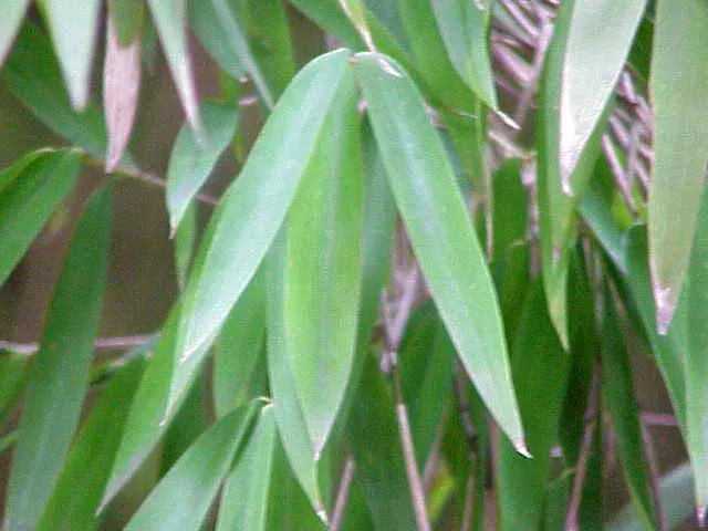 Pseudosasa japonica