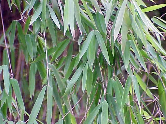 Japanischer Pfeilbambus (Pseudosasa japonica) – typisches Erscheinungsbild, Pflanzenfoto