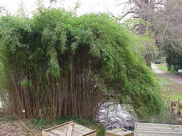 Japanischer Pfeilbambus (Pseudosasa japonica) – typisches Erscheinungsbild, Pflanzenfoto