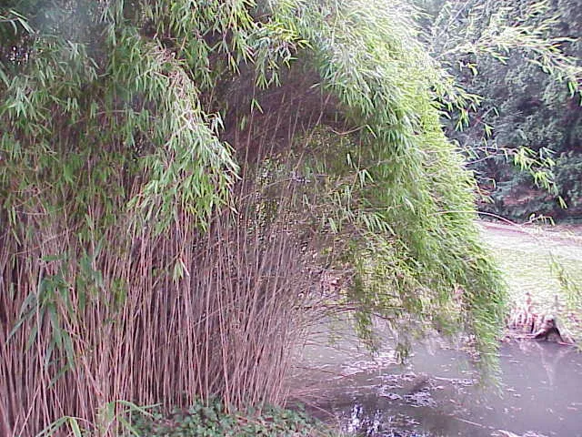 Japanischer Pfeilbambus (Pseudosasa japonica) – typisches Erscheinungsbild, Pflanzenfoto