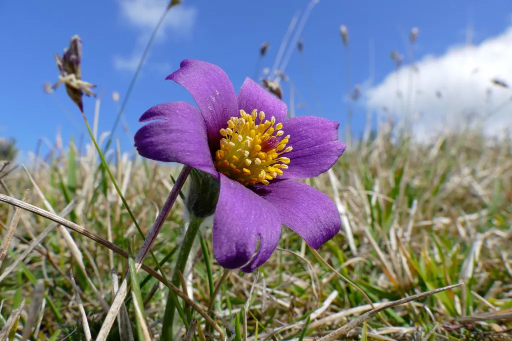 pasque flower (or pasqueflower) (Pulsatilla) – flowers in close-up, plant photo