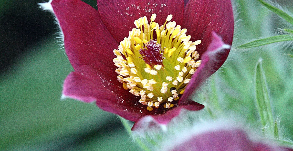 pasque flower (or pasqueflower) (Pulsatilla) – plant photo