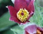 Pasque flower (or pasqueflower) (Pulsatilla) care guide