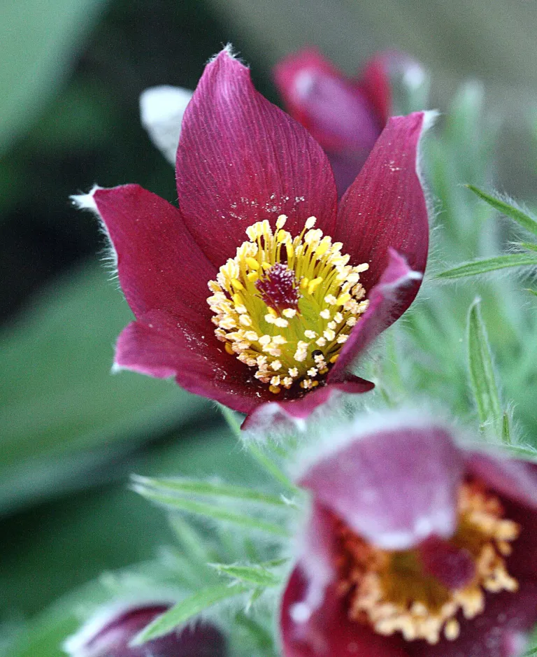 Pulsatilla