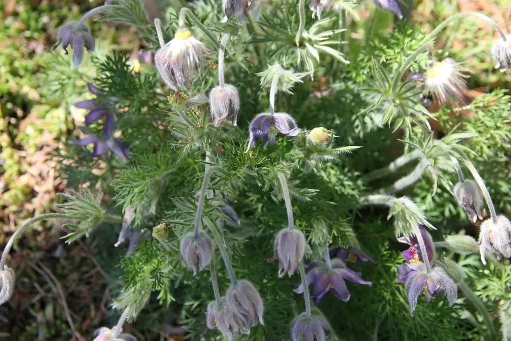 pasque flower (or pasqueflower) (Pulsatilla) – flowers in close-up, plant photo