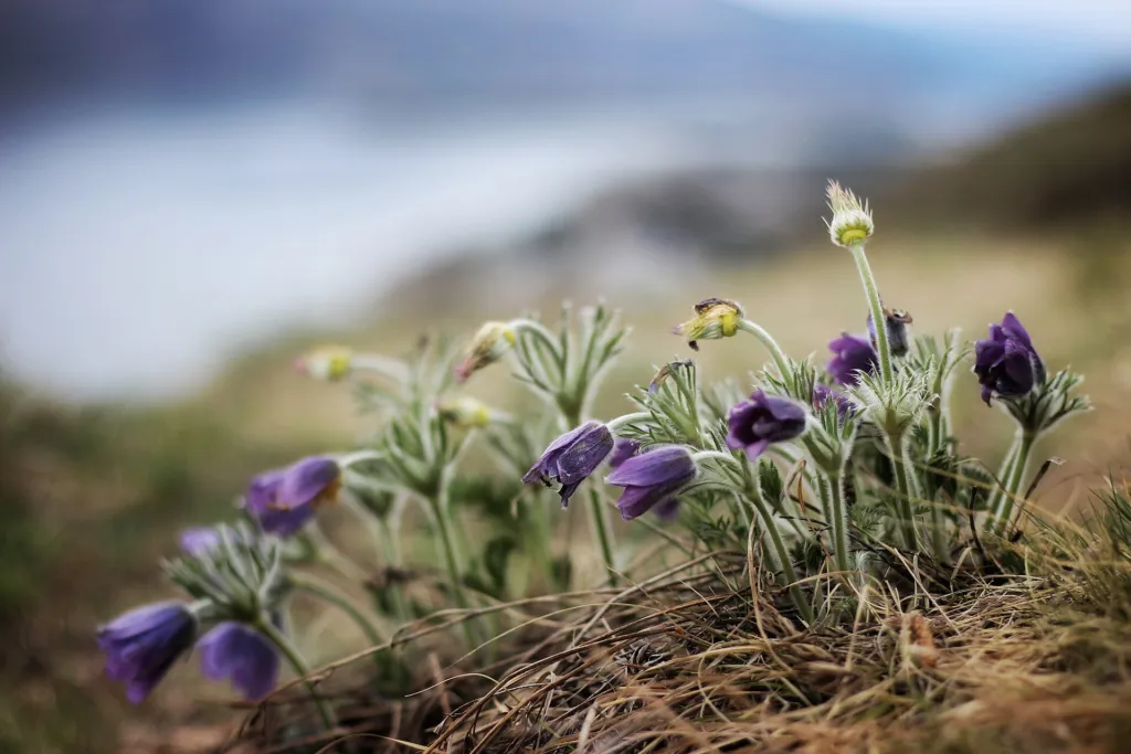 pasque flower (or pasqueflower) (Pulsatilla) – flowers in close-up, plant photo