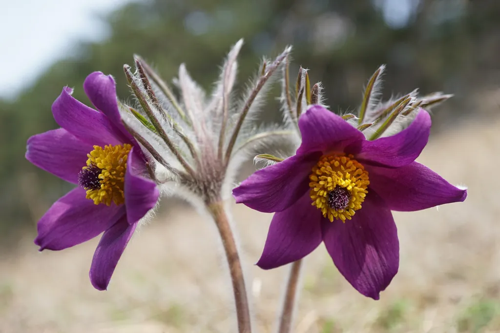 pasque flower (or pasqueflower) (Pulsatilla) – flowers in close-up, plant photo