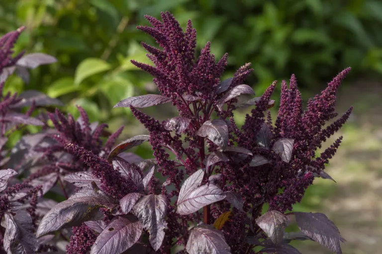 Amaranthus blitum