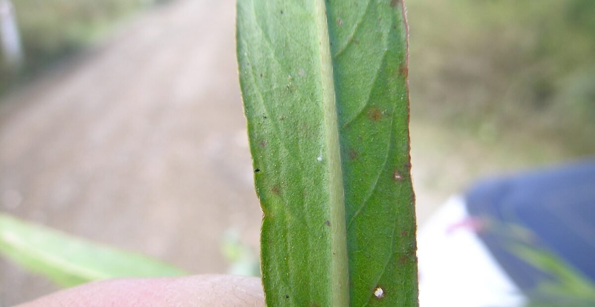 Purple Blotch