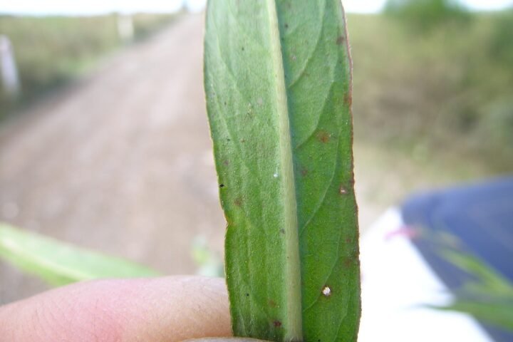 Purple Blotch