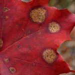 Purple-Bordered Leaf Spot of Maple