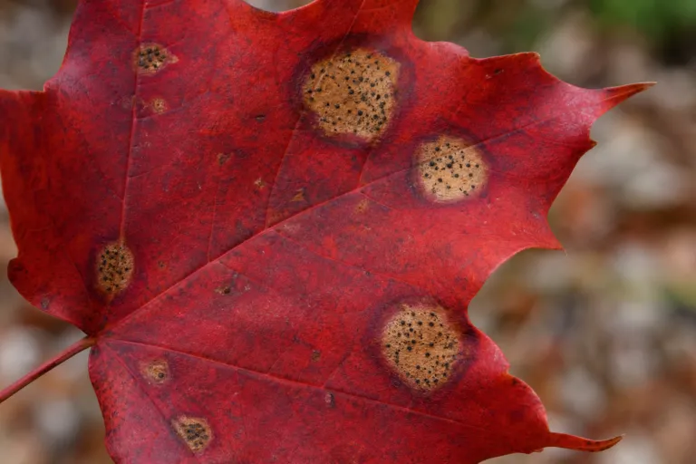 Purple-Bordered Leaf Spot of Maple – diagnostic photo