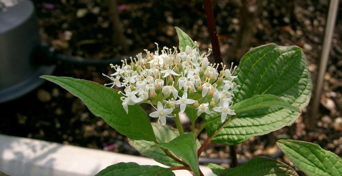 Purpur-Hartriegel; auch Sibirischer Hartriegel und Rotholziger Hartriegel (Cornus alba 'Sibirica') –