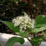 Purpur-Hartriegel; auch Sibirischer Hartriegel und Rotholziger Hartriegel (Cornus alba 'Sibirica')