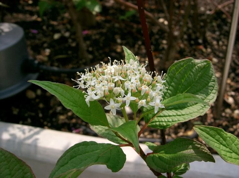 Cornus alba 'Sibirica'