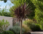 Purpurea (Cordyline australis ‘Purpurea’)