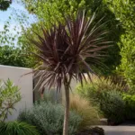 Purpurea (Cordyline australis ‘Purpurea’) (Cordyline australis 'Purpurea') – plant photo