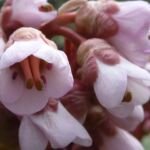 Purpurrötliche Bergenie (Bergenia purpurascens) – Pflanzenfoto
